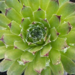 Sempervivum - Dachwurz - Hauswurz